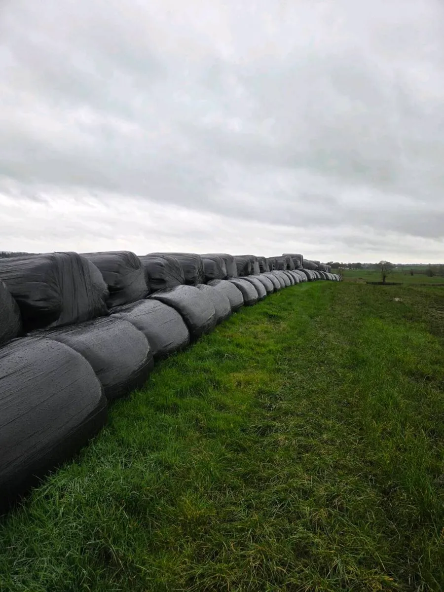 Silage bales - Image 2