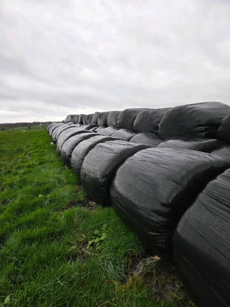 Silage bales - Image 1