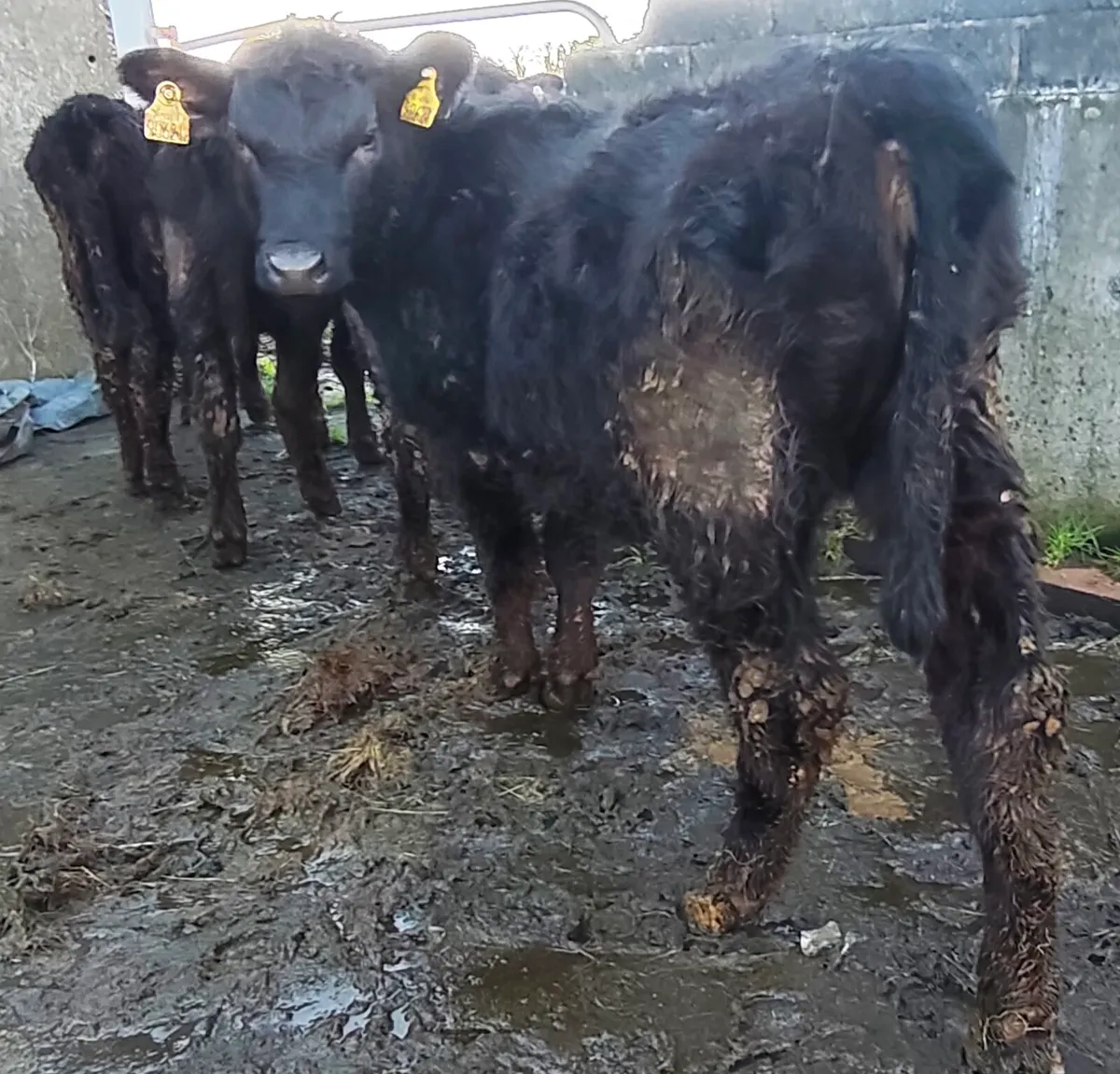 Pedigree Registered Angus Heifers - Image 3