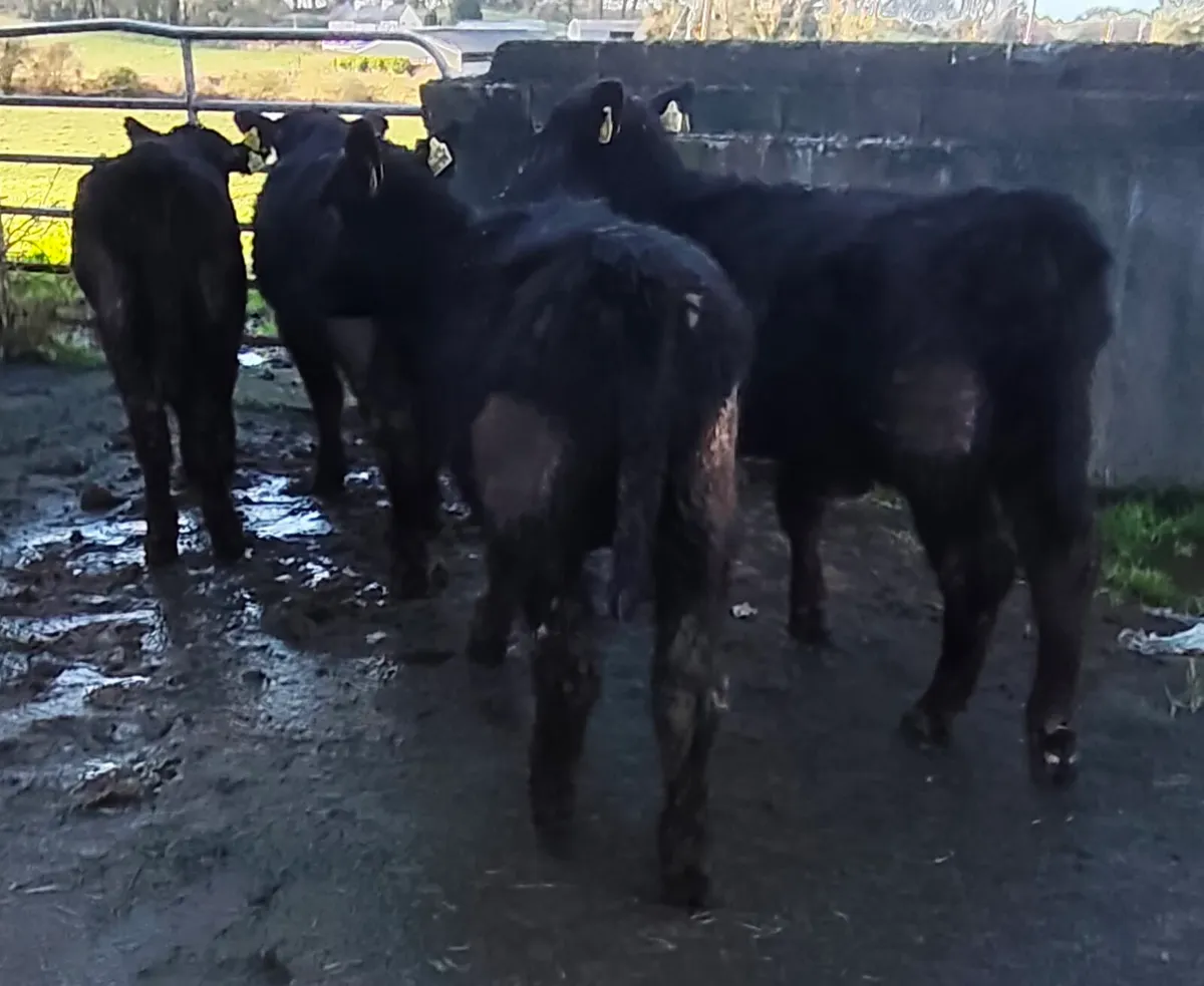 Pedigree Registered Angus Heifers - Image 4