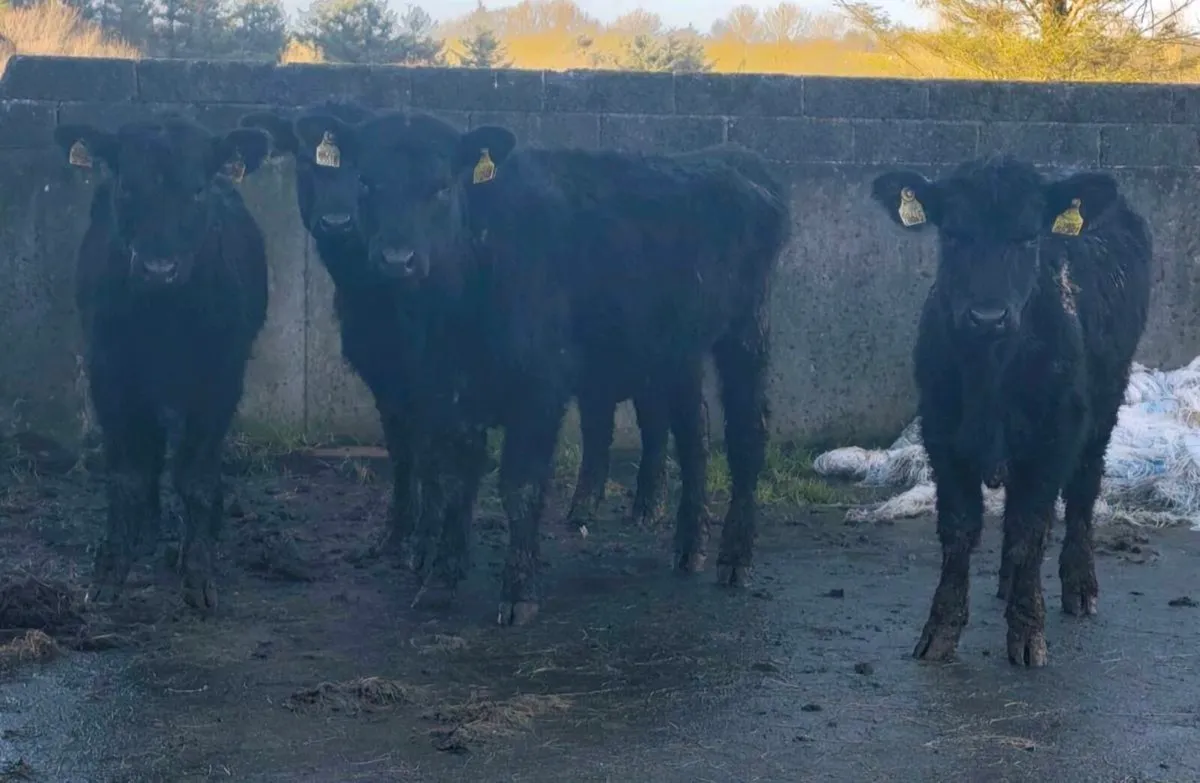 Pedigree Registered Angus Heifers - Image 1