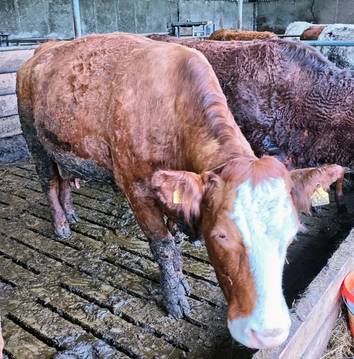 Suckler cow - Image 4