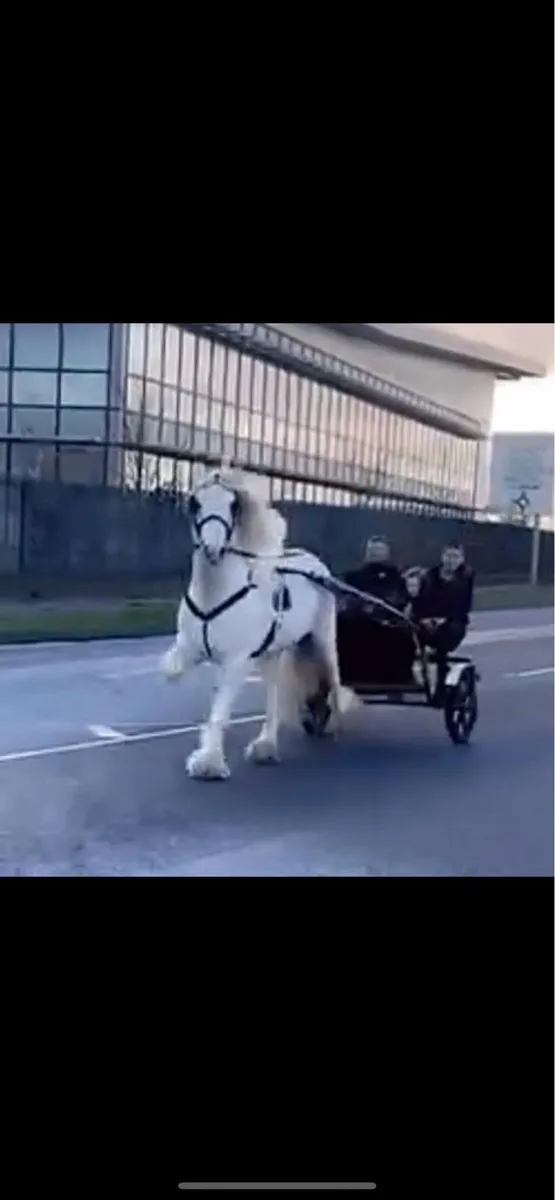 Stepping horse for stud - Image 4