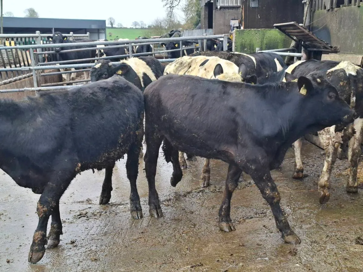 58 yearling - Image 2