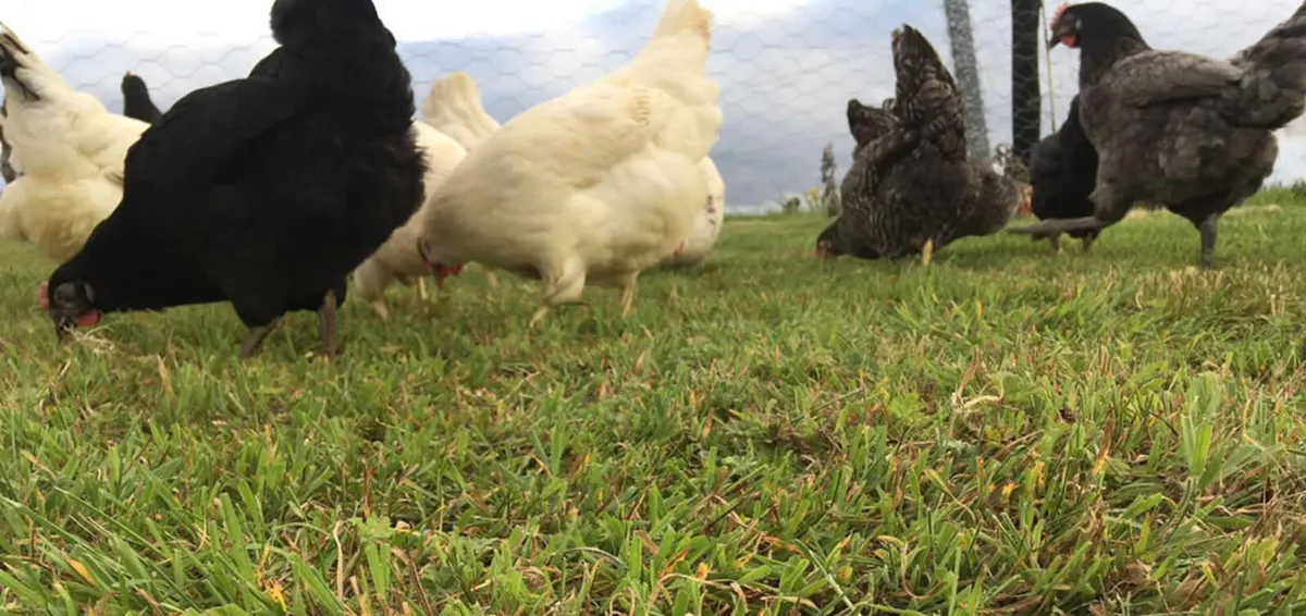 Poultry delivered - Image 4