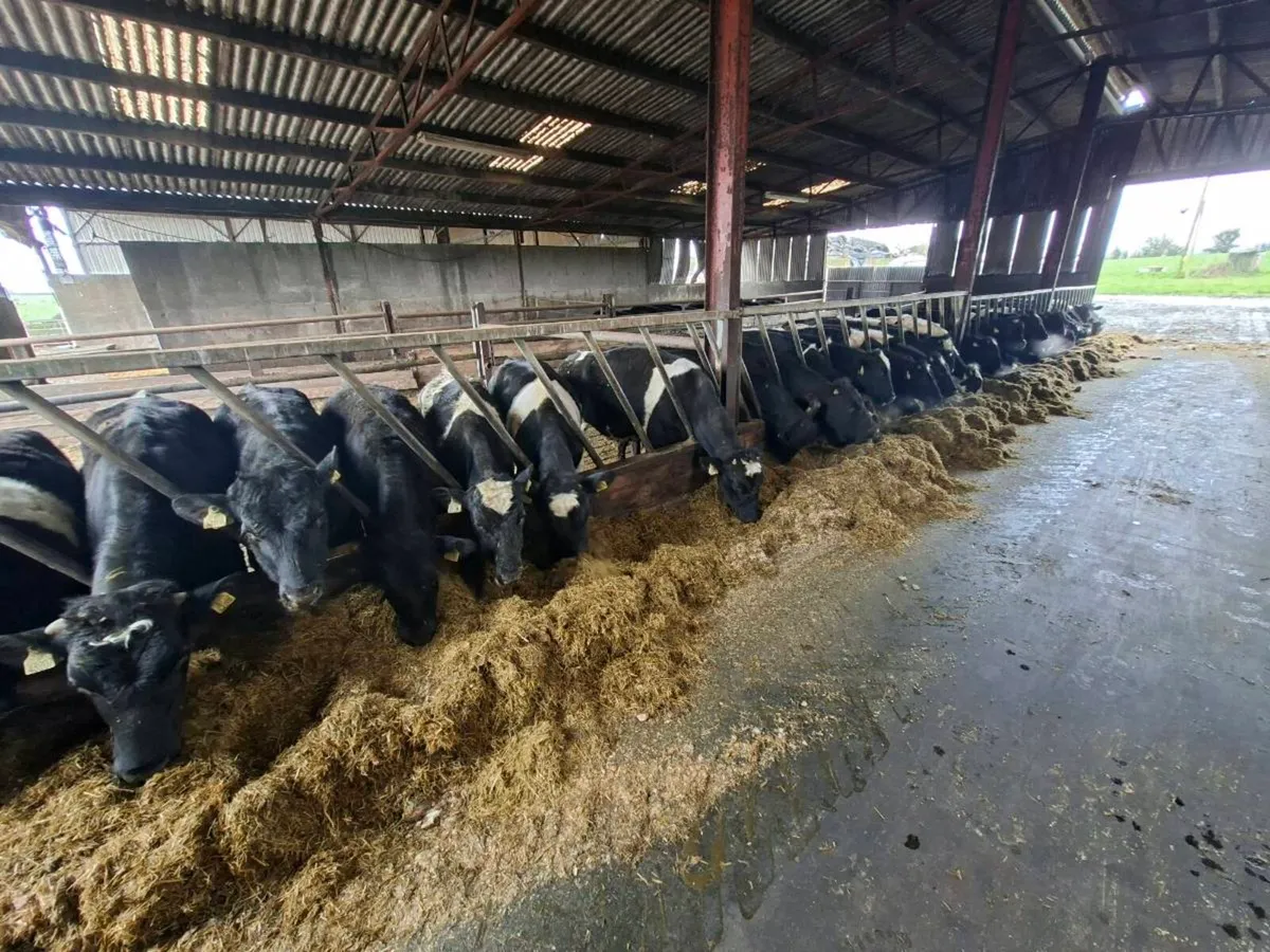 58 yearling - Image 4