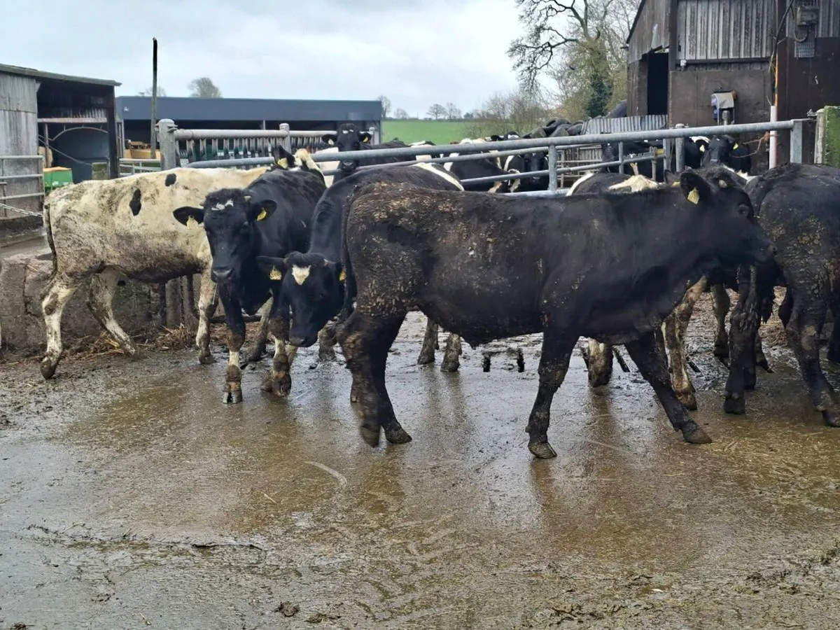 58 yearling - Image 3