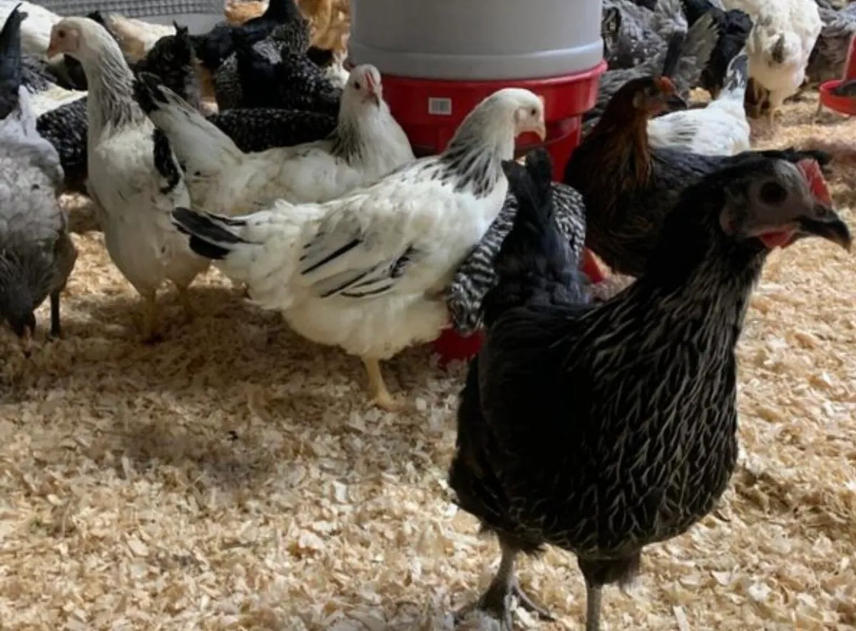 Poultry for sale - Image 3