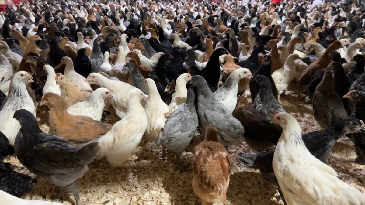 Poultry for sale - Image 4