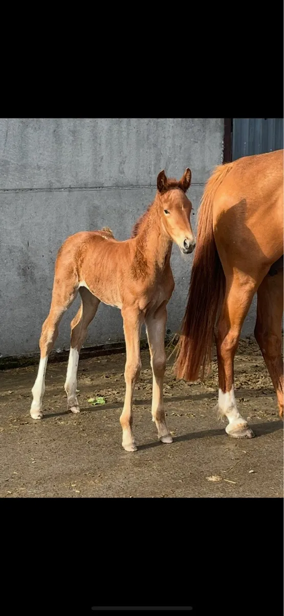 Mermus R mare - Image 4