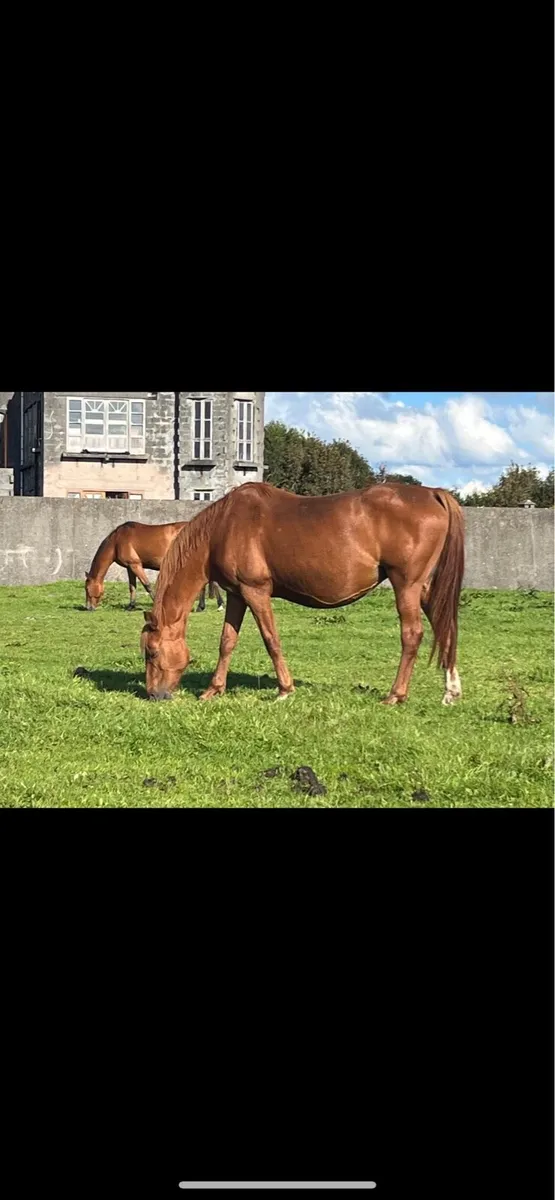 Mermus R mare - Image 2