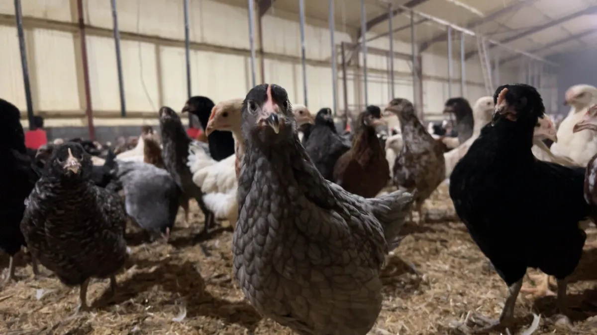 Chickens Delivered - Image 3