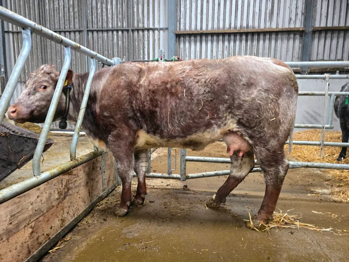 Canadian shorthorn cow & calf - Image 1
