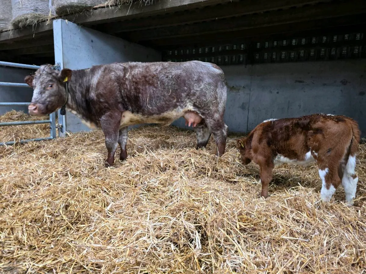 Canadian shorthorn cow & calf - Image 2