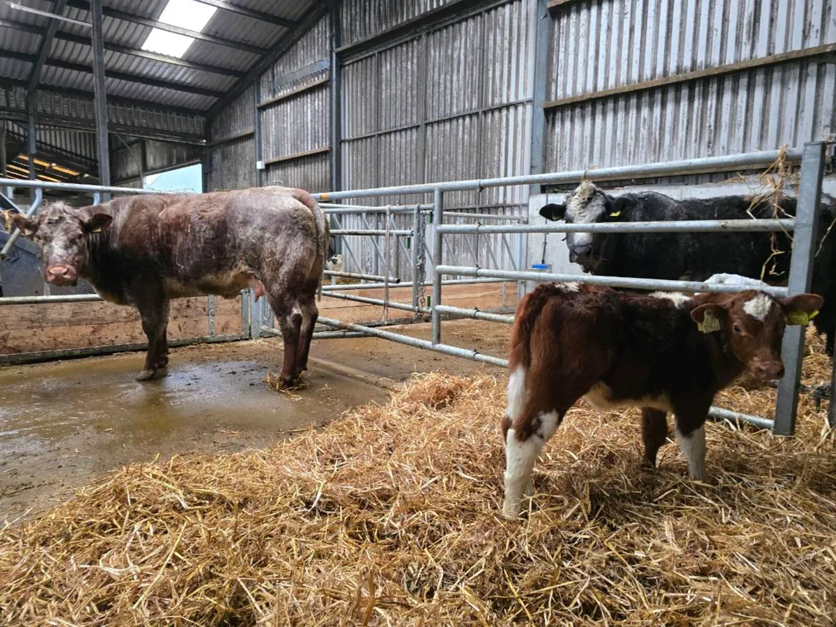 Canadian shorthorn cow & calf - Image 4
