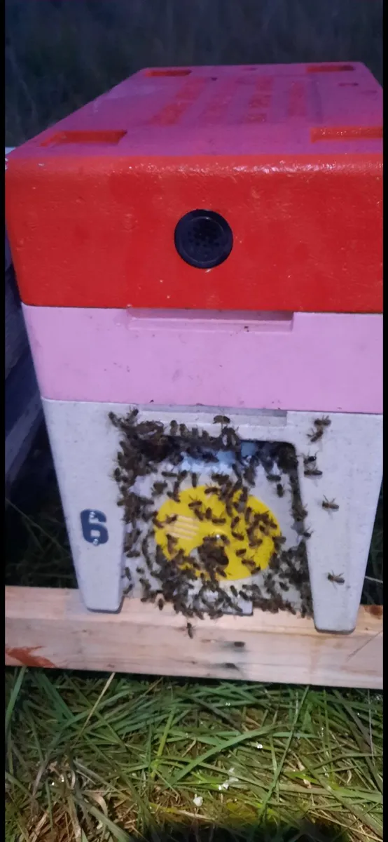 Nucs of Bees - Image 1