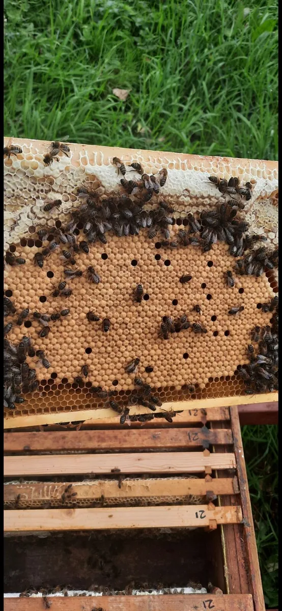 Nucs of Bees - Image 2
