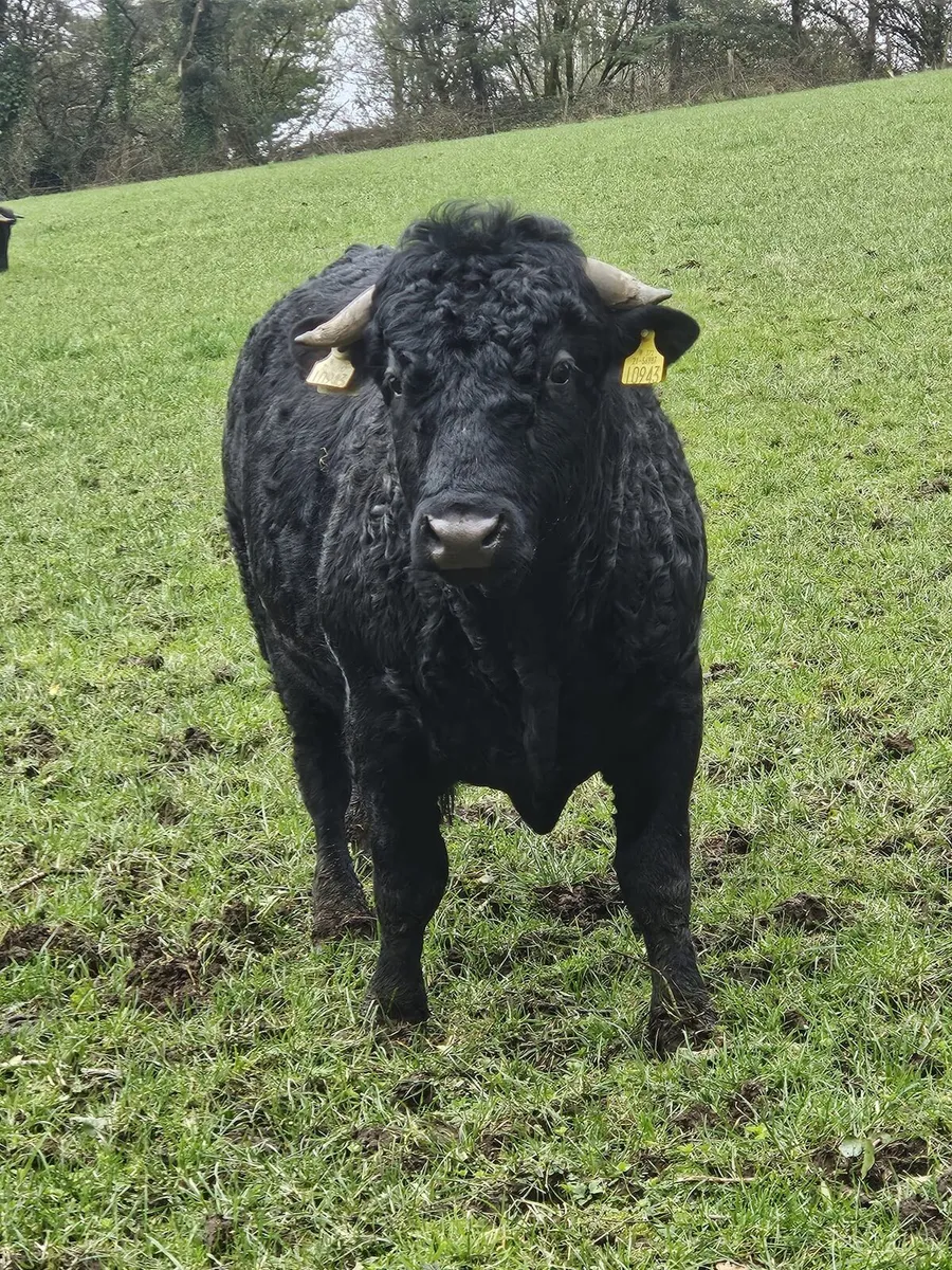 Pure bred registered bull for sale - Image 1