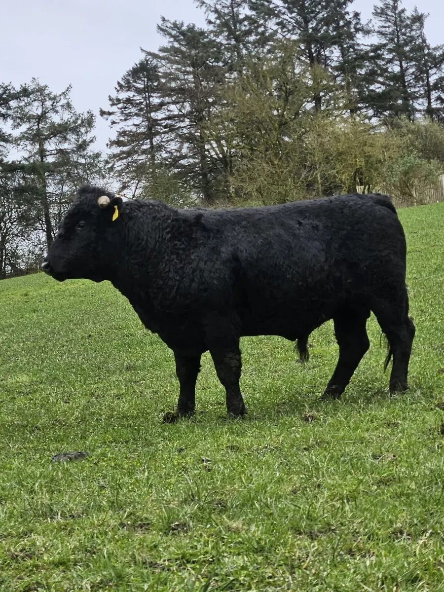 Pure bred registered bull for sale - Image 2