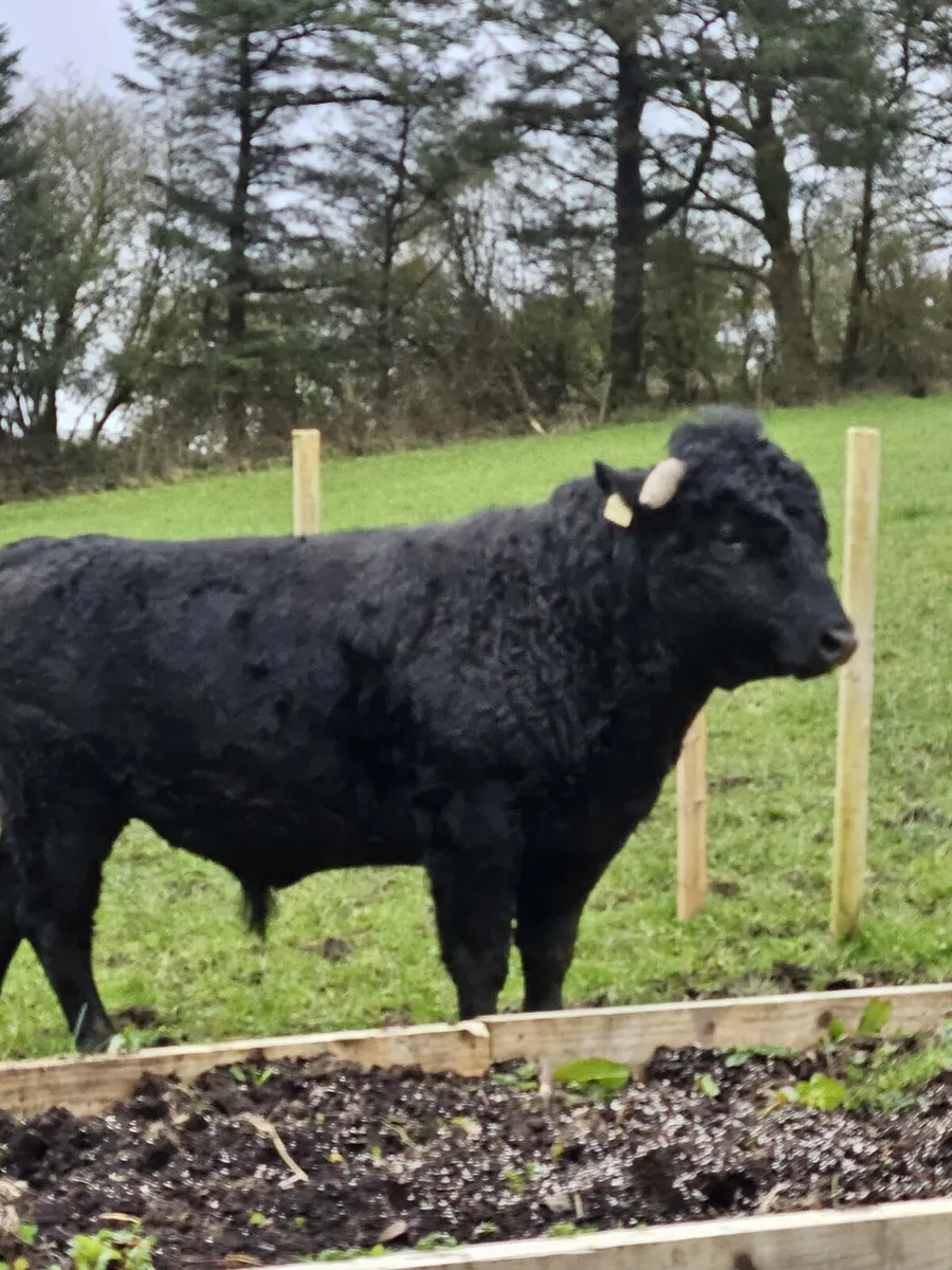 Pure bred registered bull for sale - Image 3