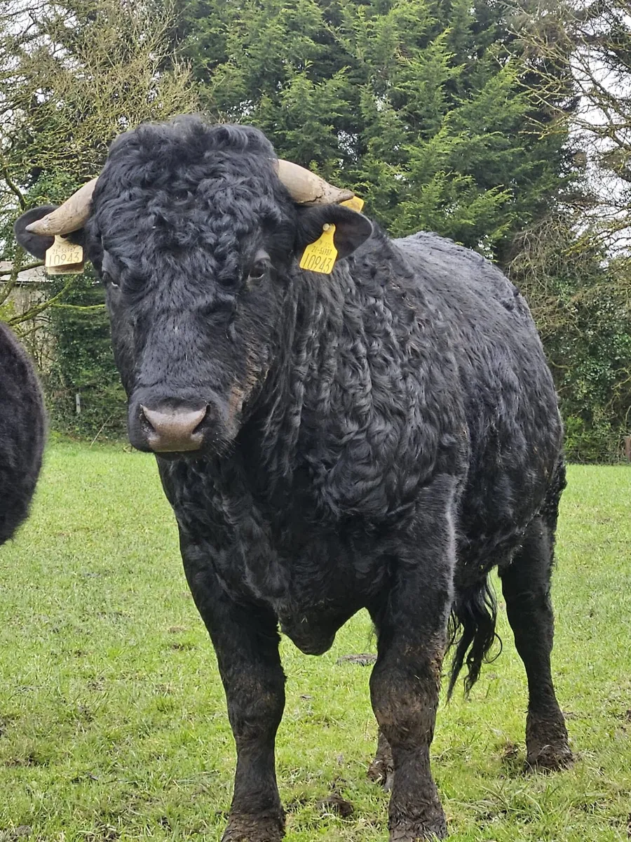 Pure bred registered bull for sale - Image 4