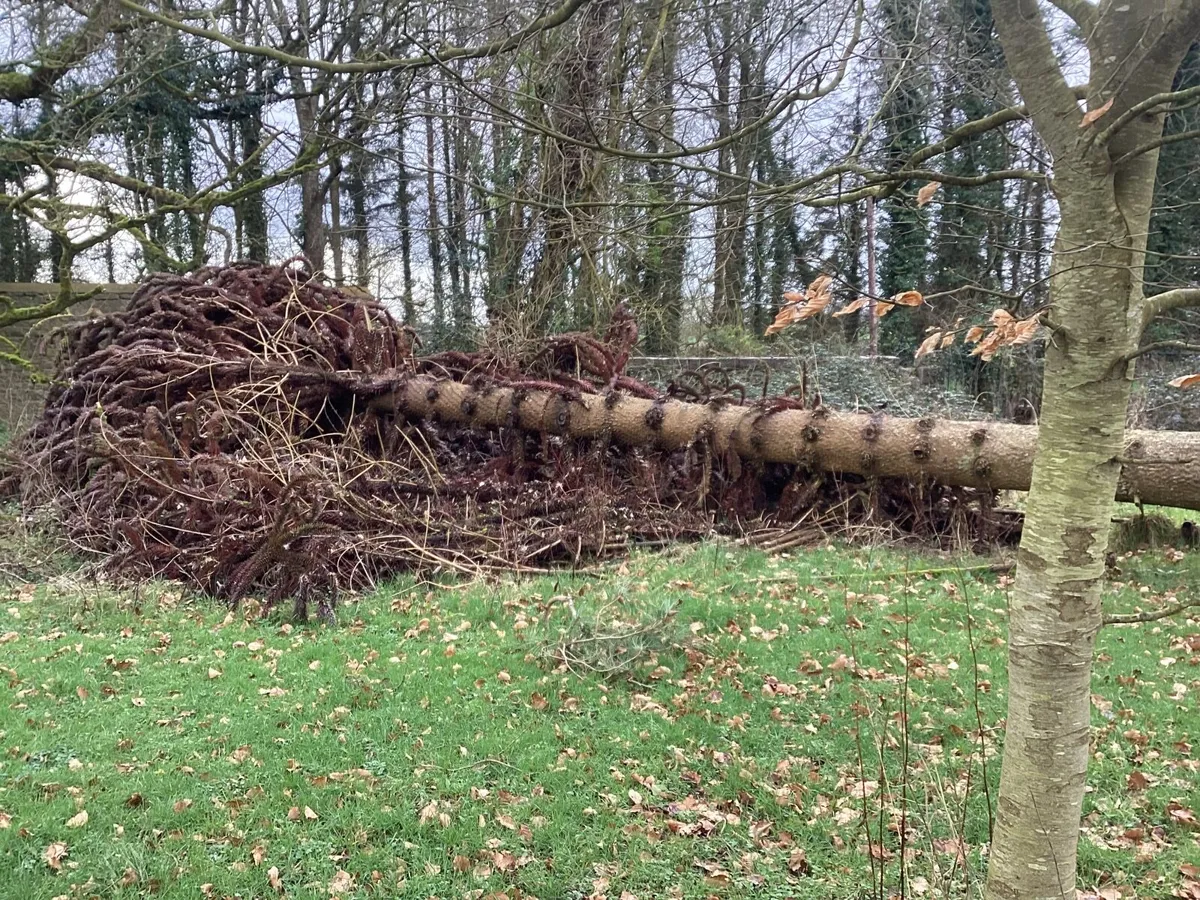 Mature Monkey Puzzle tree timber - Image 2