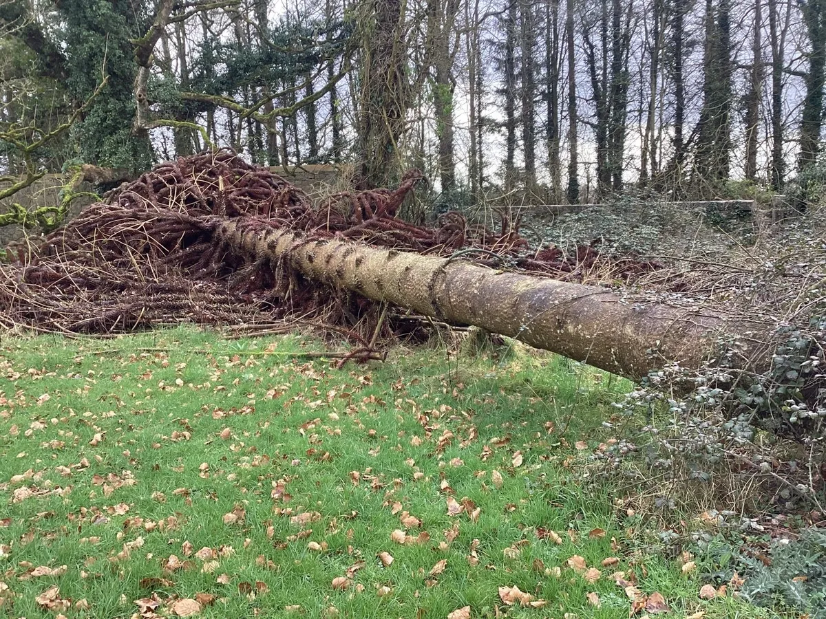 Mature Monkey Puzzle tree timber - Image 3