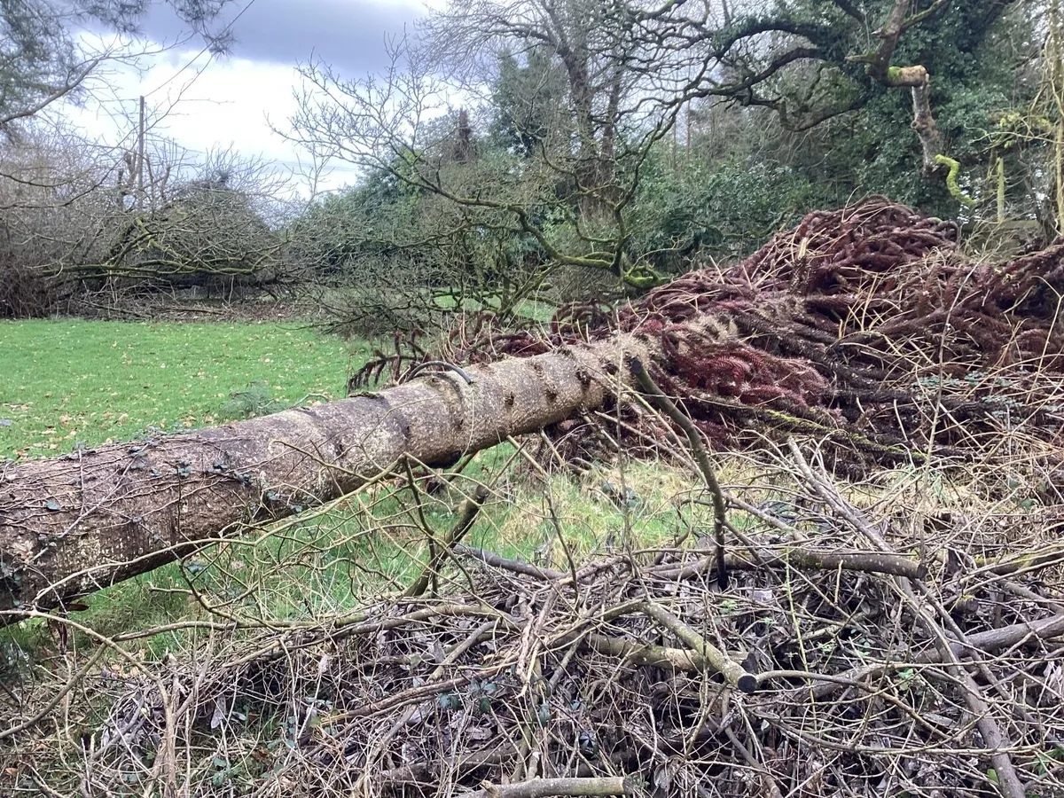 Mature Monkey Puzzle tree timber - Image 4