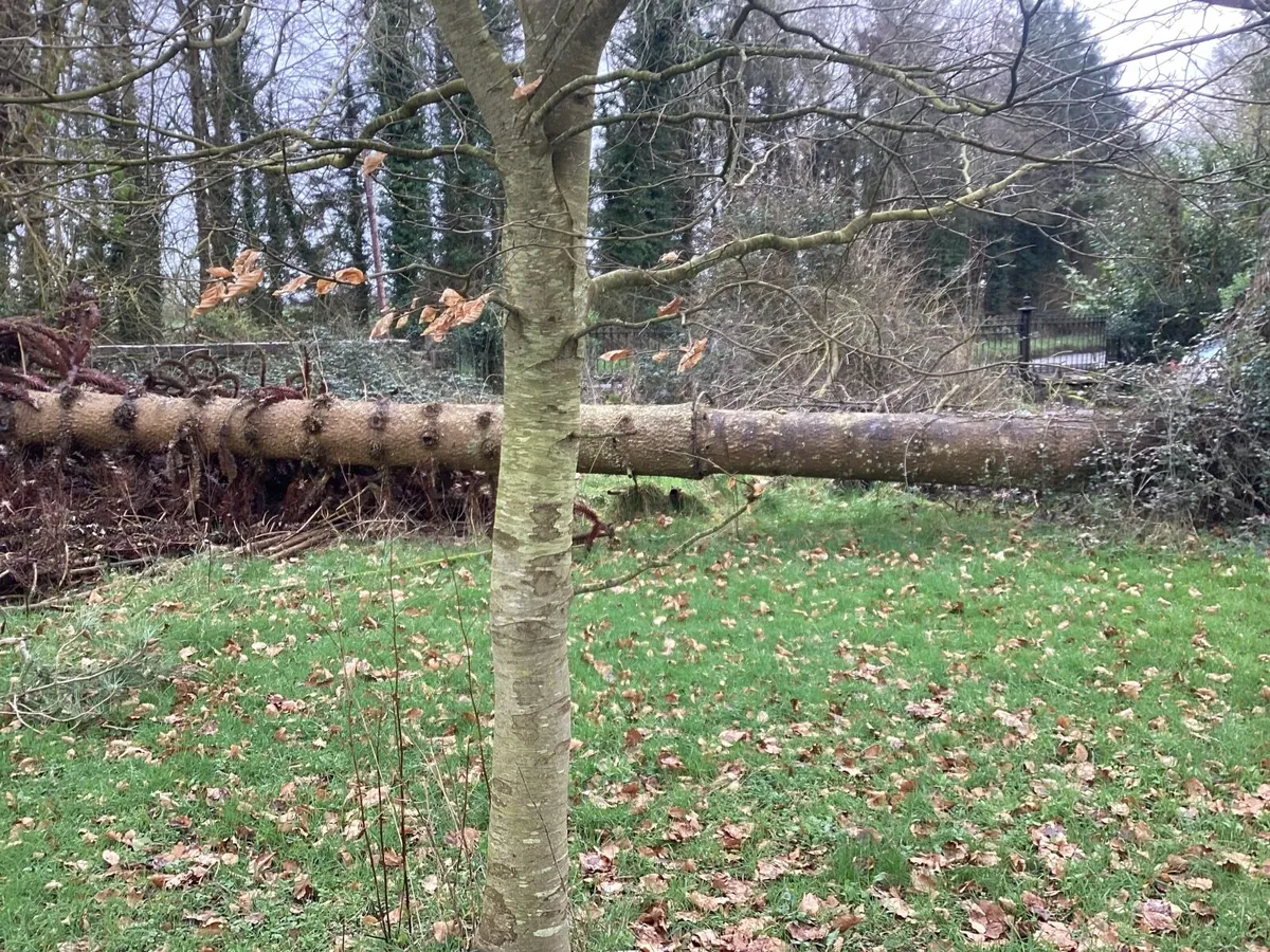 Mature Monkey Puzzle tree timber - Image 1