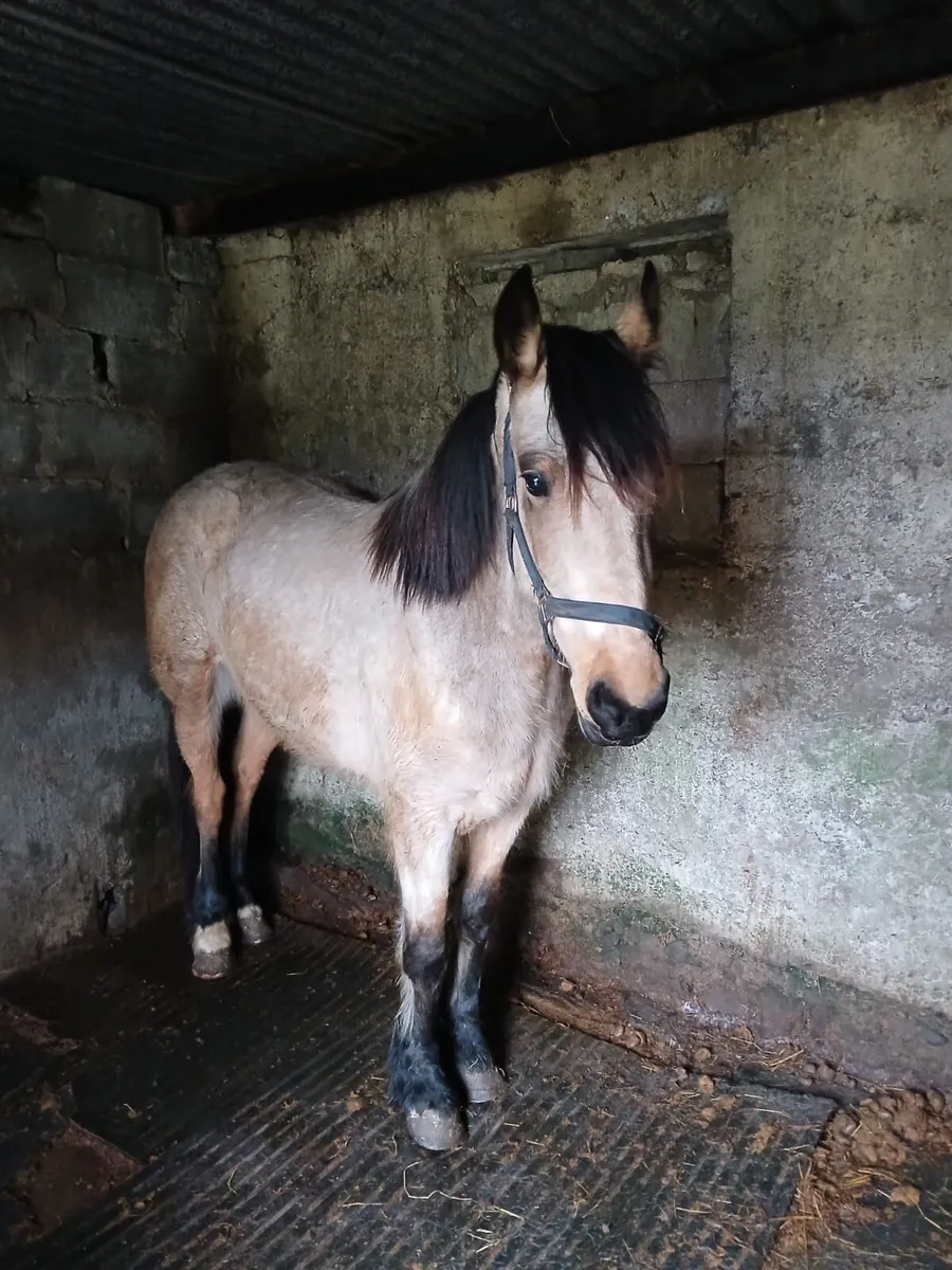 Connemara pony - Image 3