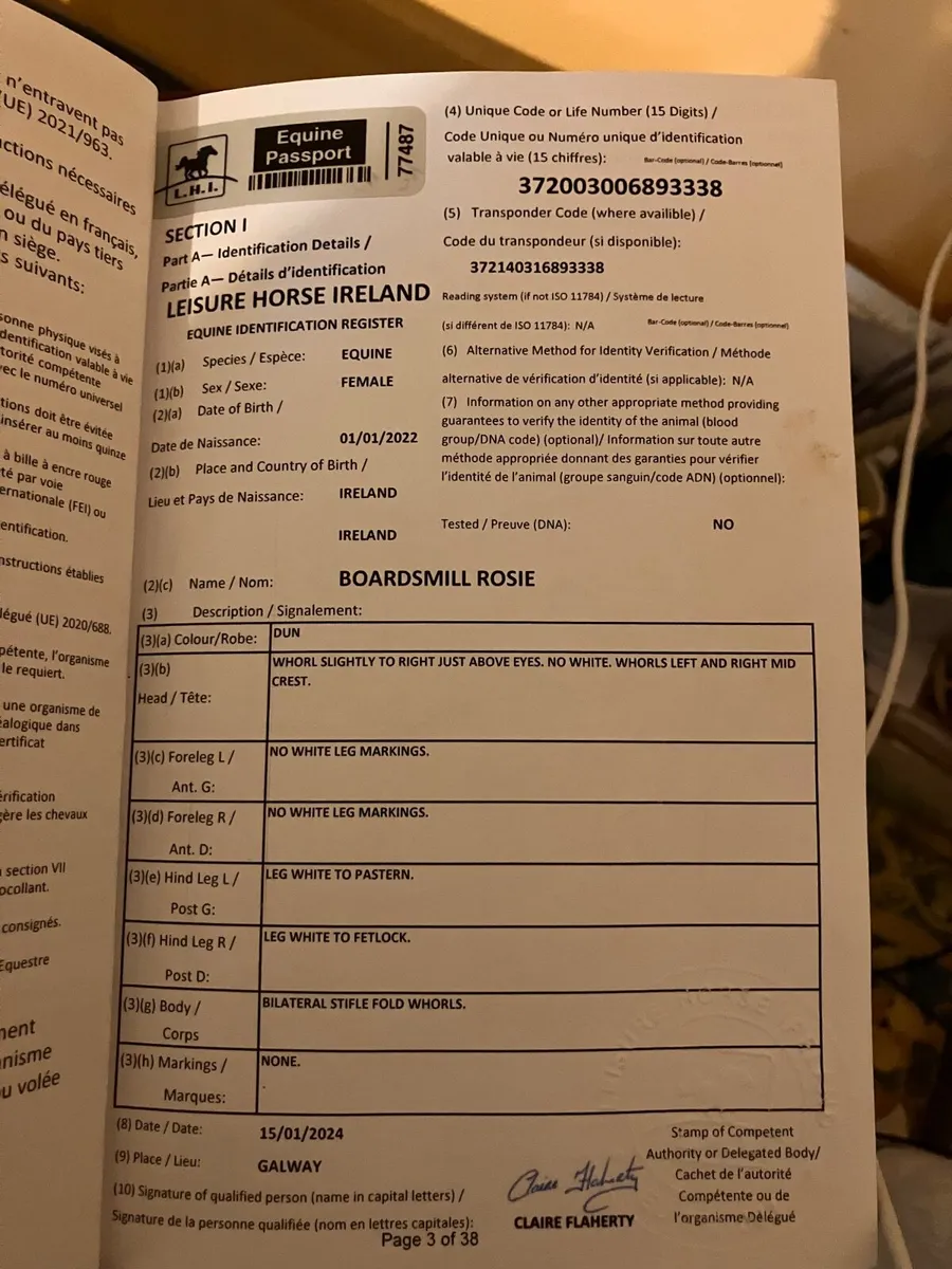 Connemara pony - Image 4