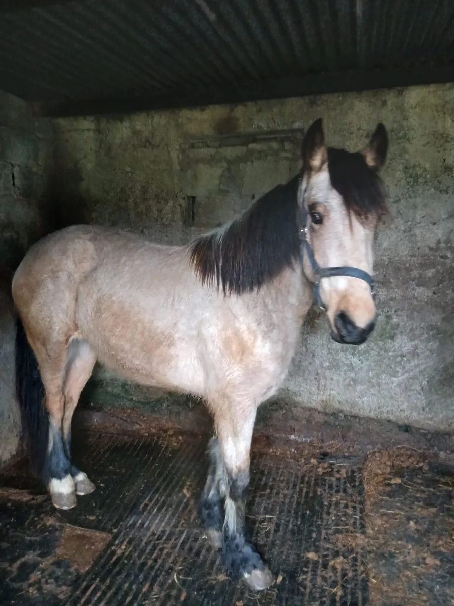 Connemara pony - Image 1