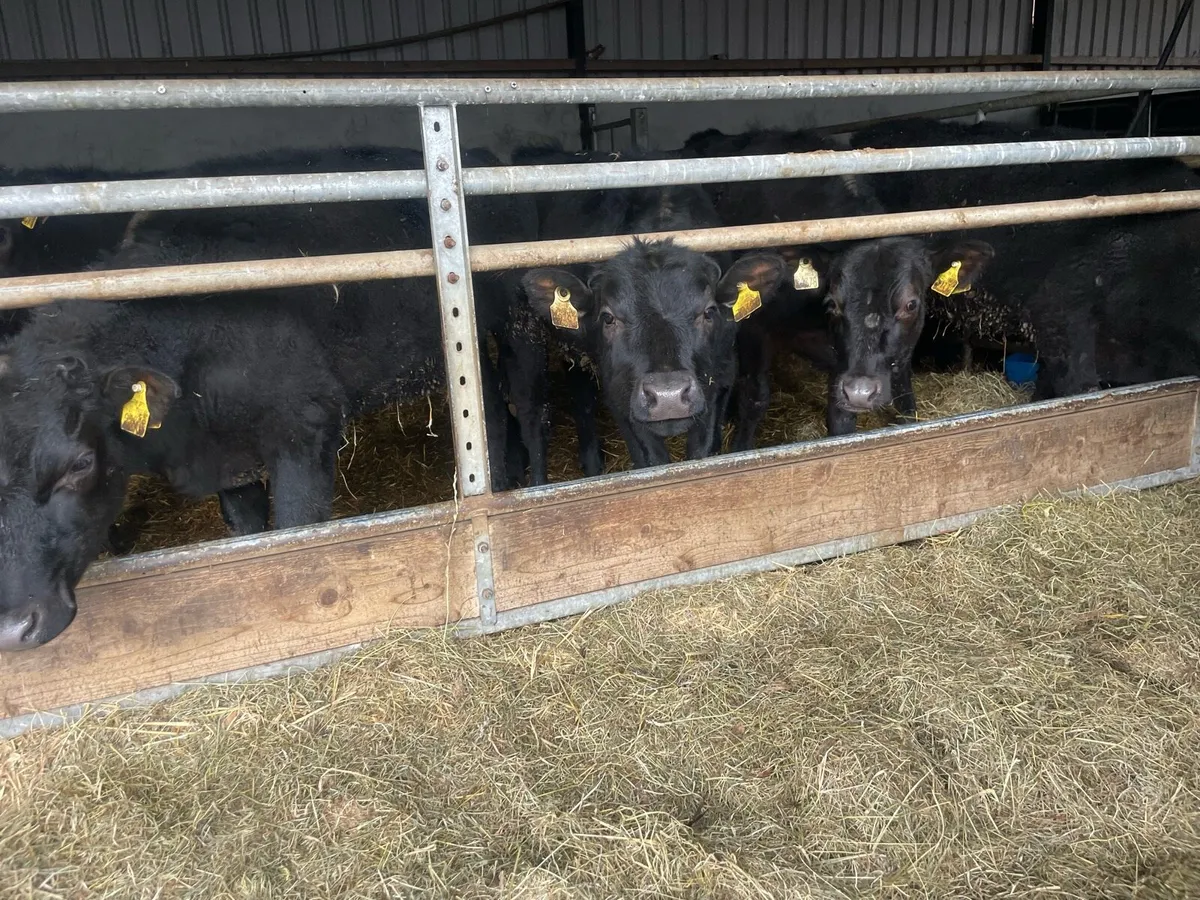 Seven Angus Heifers - Image 1