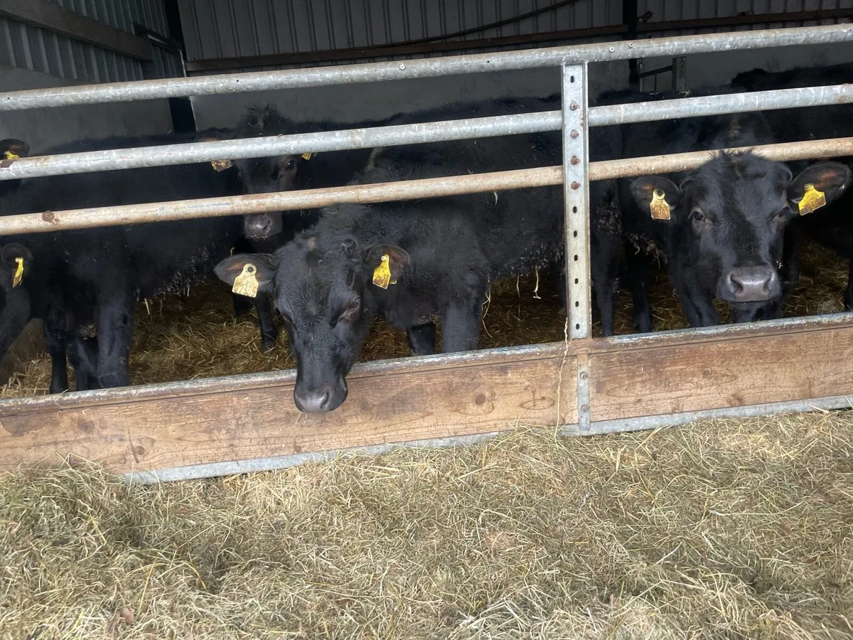 Seven Angus Heifers - Image 3