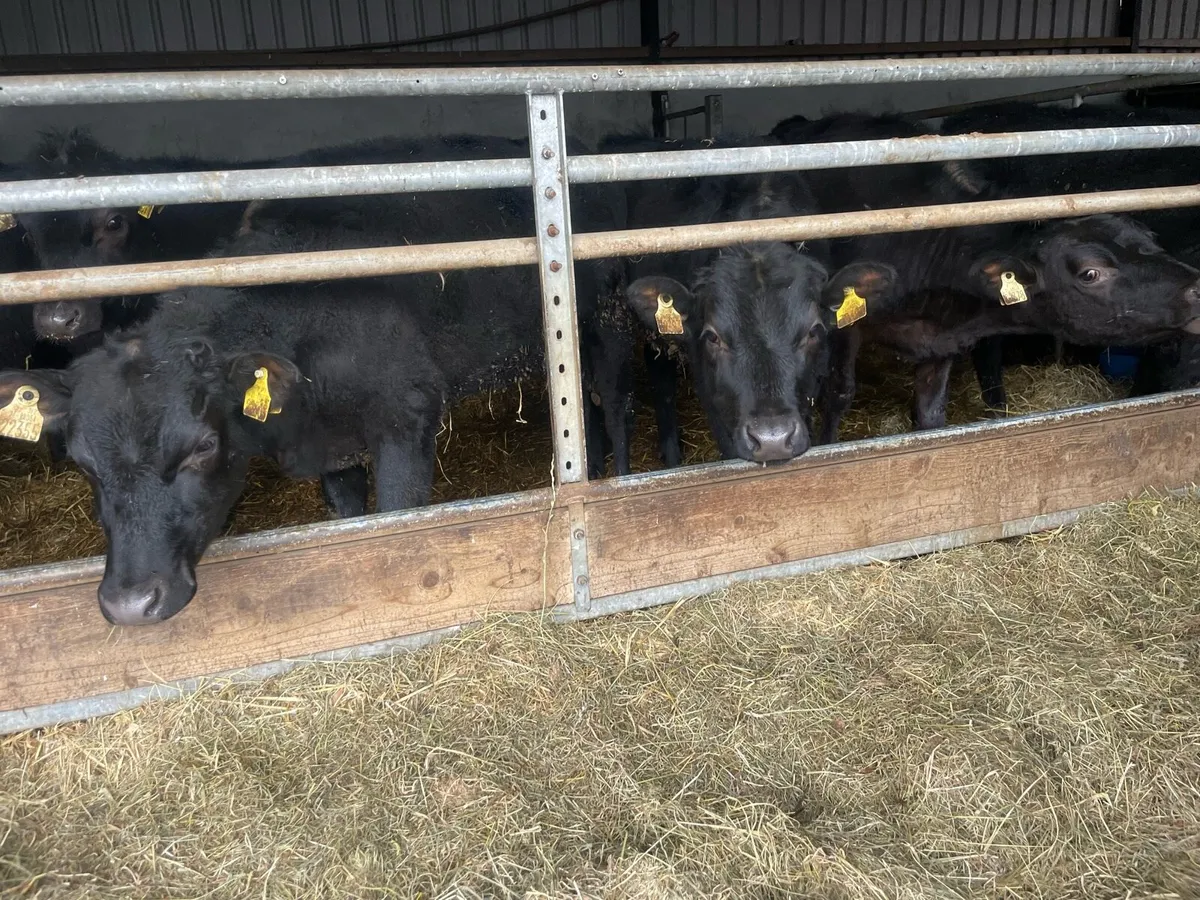 Seven Angus Heifers - Image 4