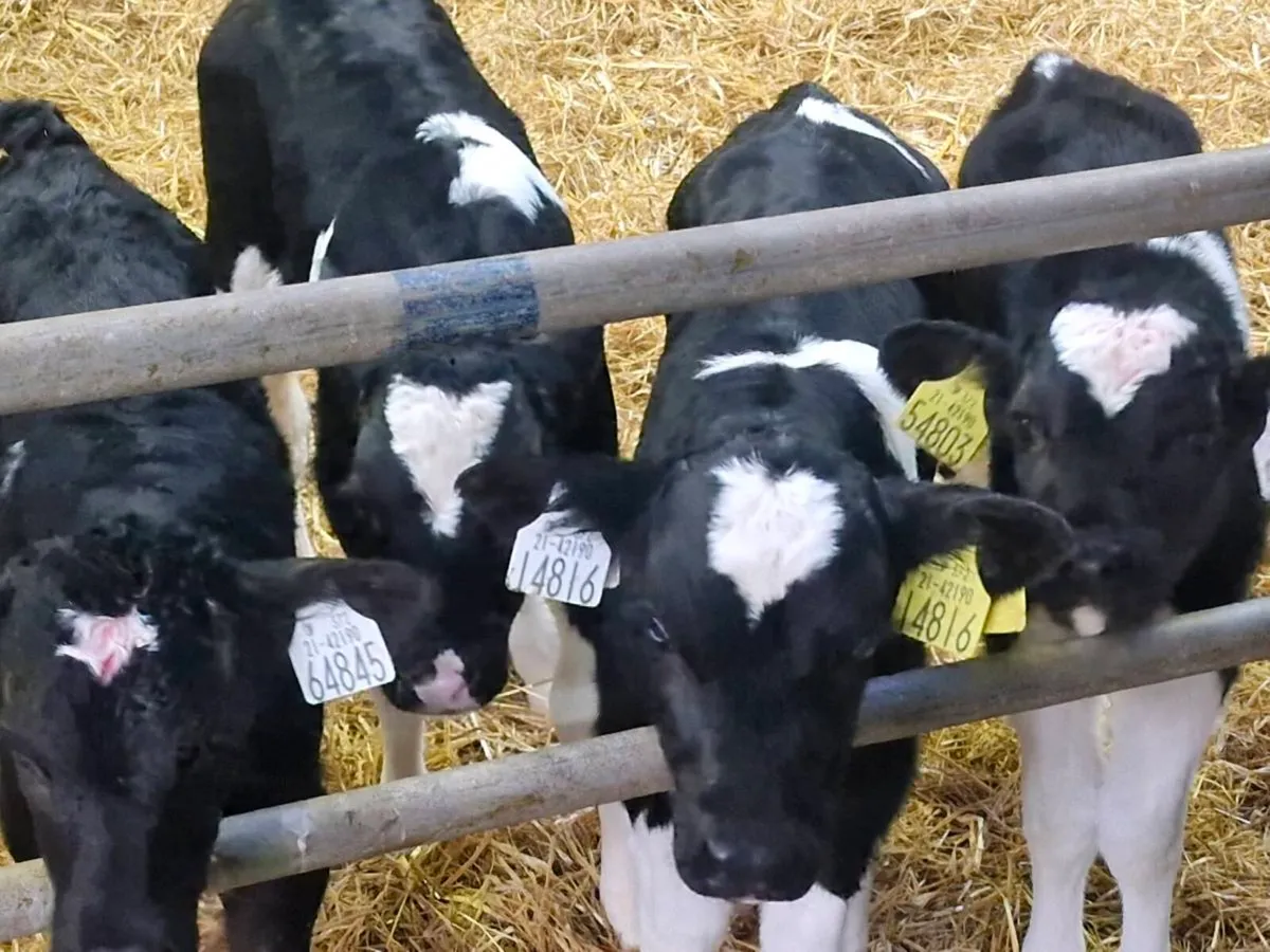 FR Bull calves - Image 2