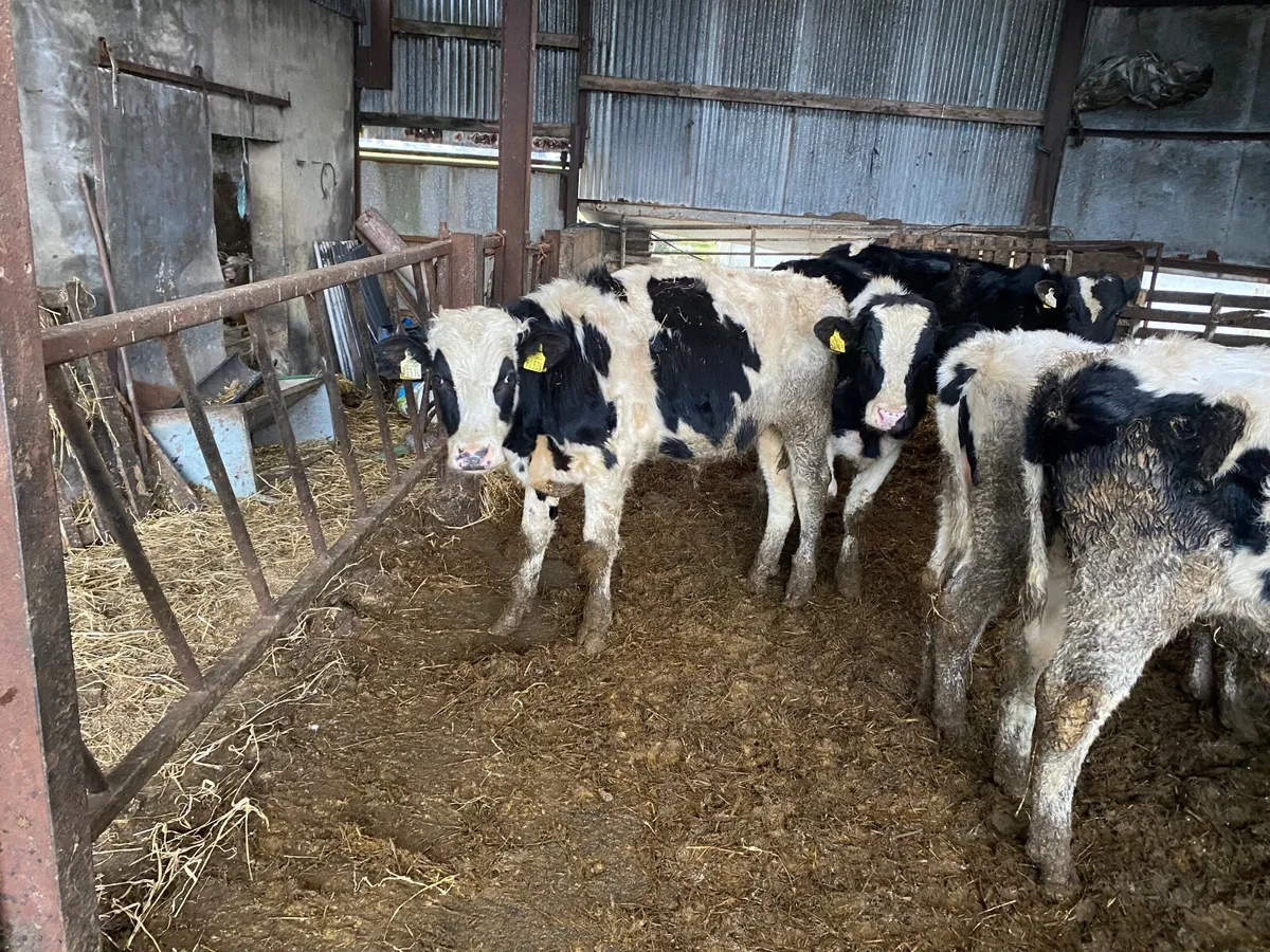 Vasectomised Teaser Bulls - Image 2