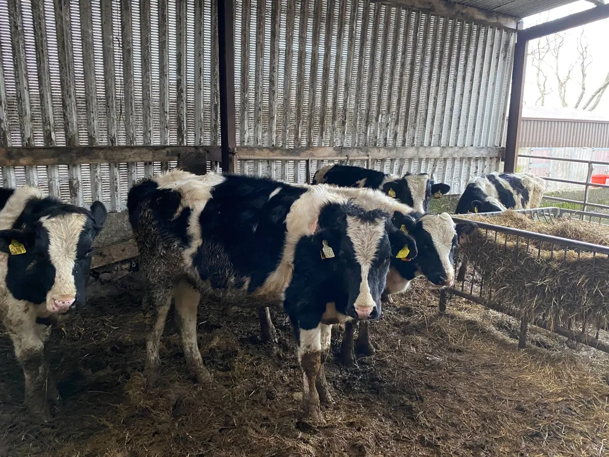 Vasectomised Teaser Bulls - Image 1