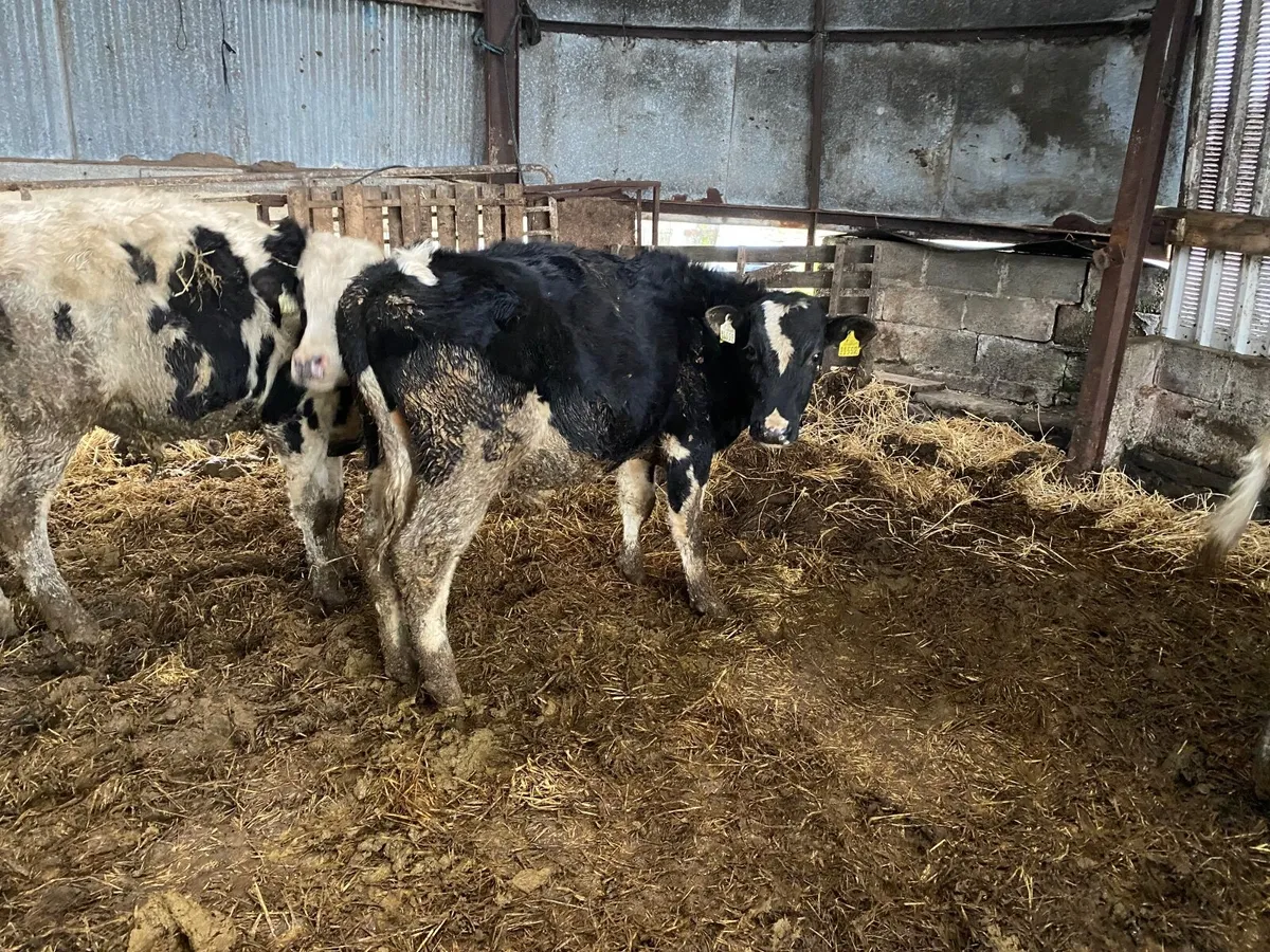 Vasectomised Teaser Bulls - Image 3