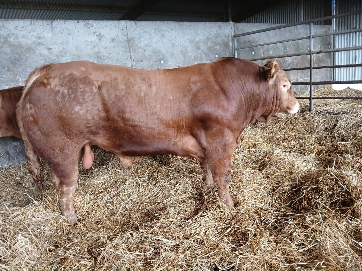 Beef cattle - Image 1