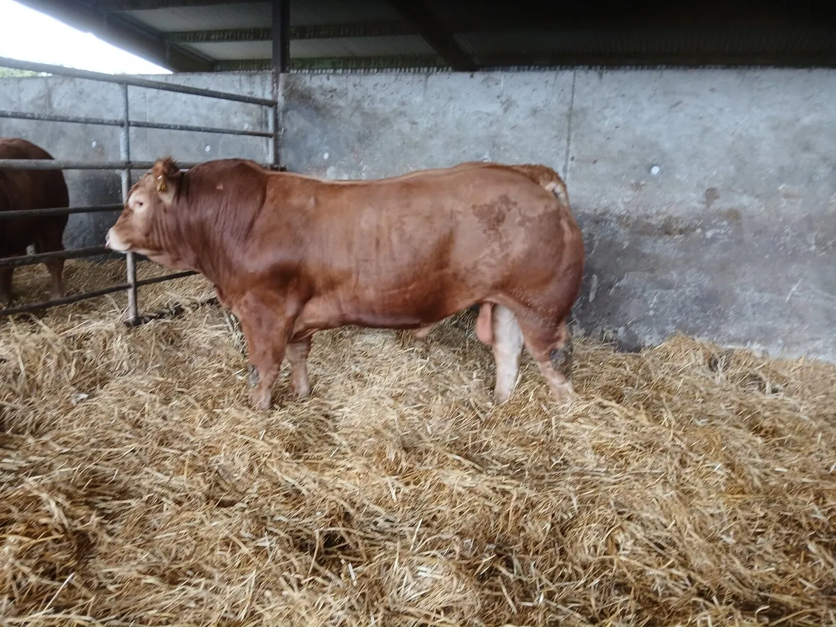 Beef cattle - Image 3