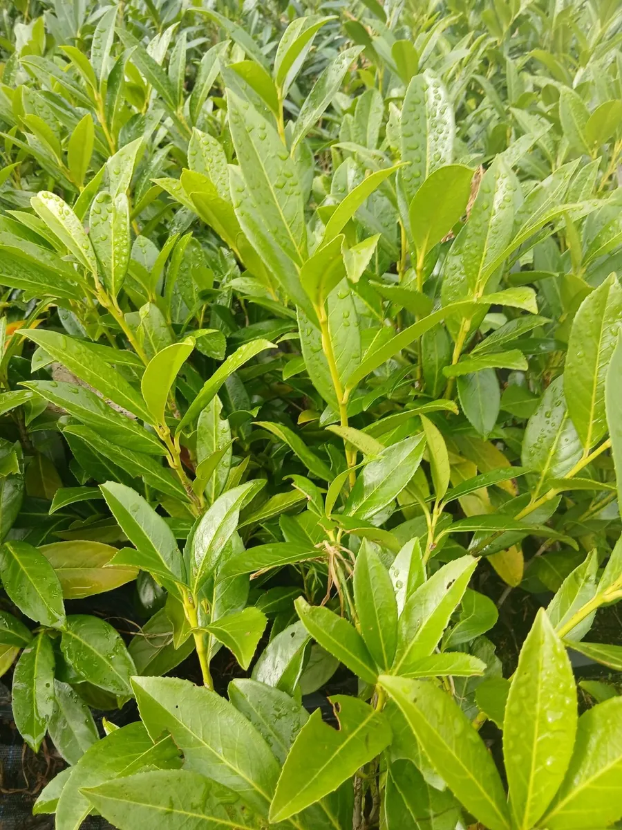 2ft tall Potted Laurel Hedging €2.50 each - Image 2