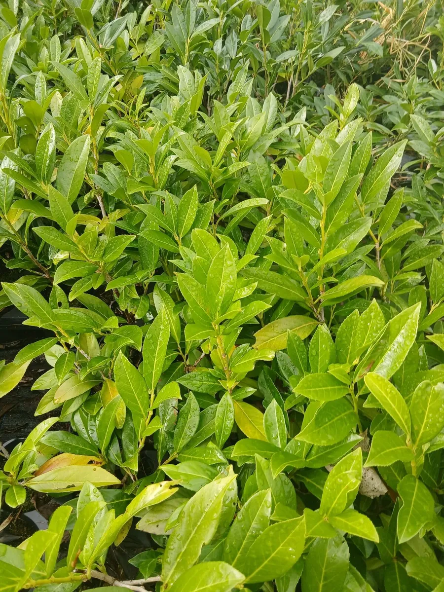 2ft tall Potted Laurel Hedging €2.50 each - Image 3