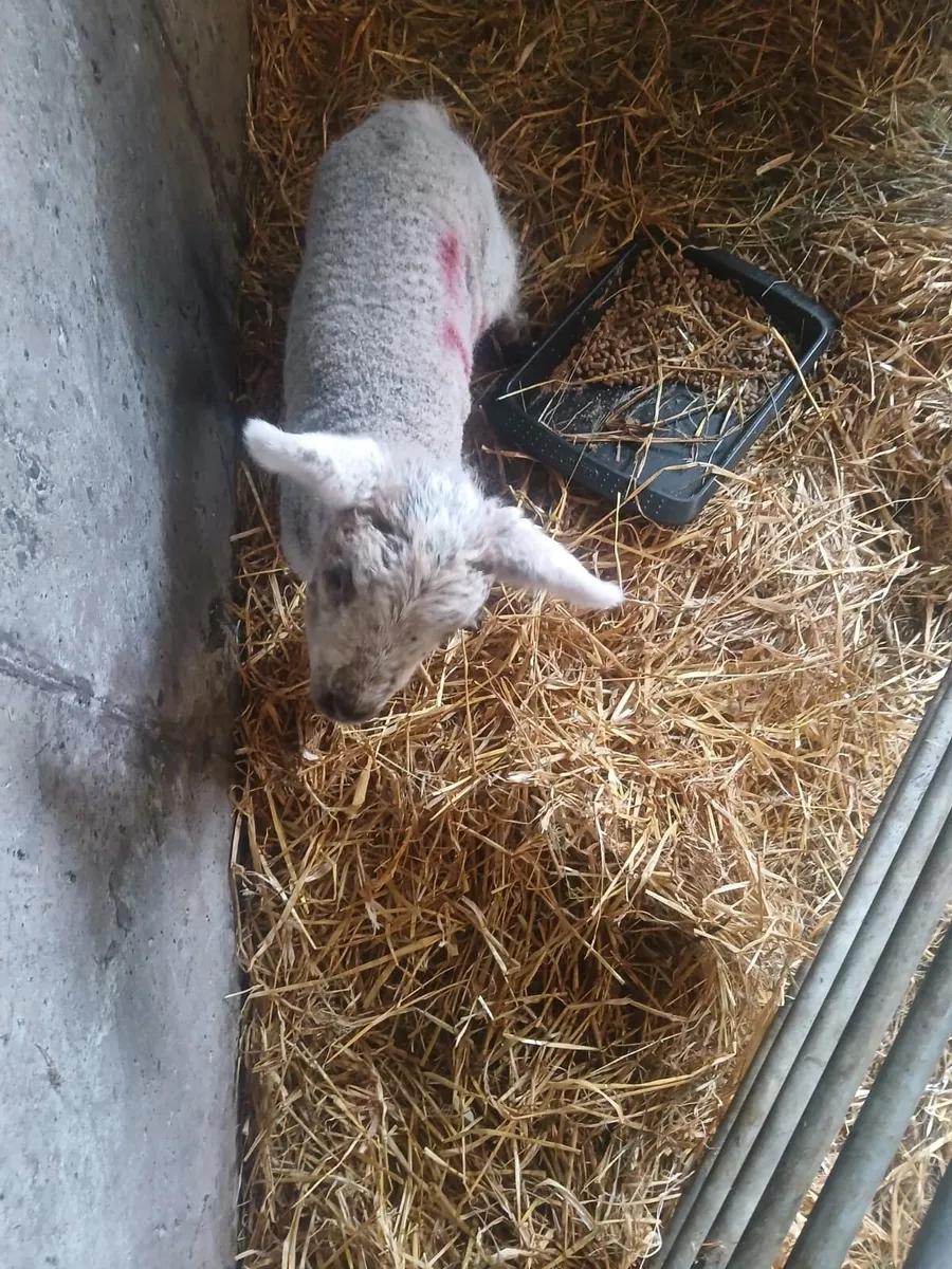 Pet lamb - Image 1