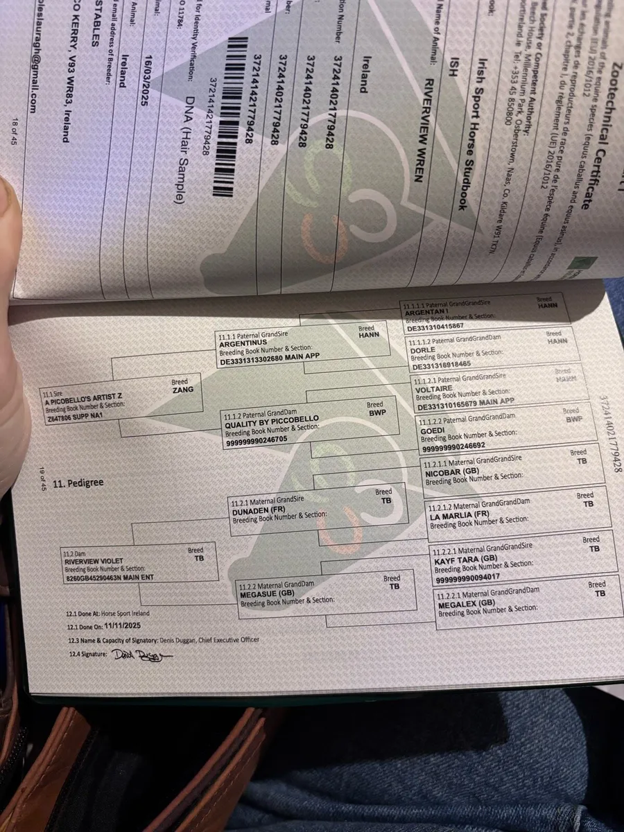 ISH Yearling - Image 3