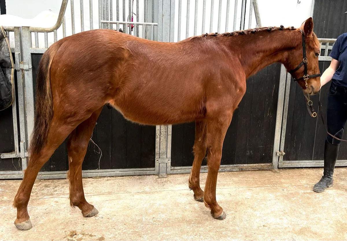 ISH Yearling - Image 1