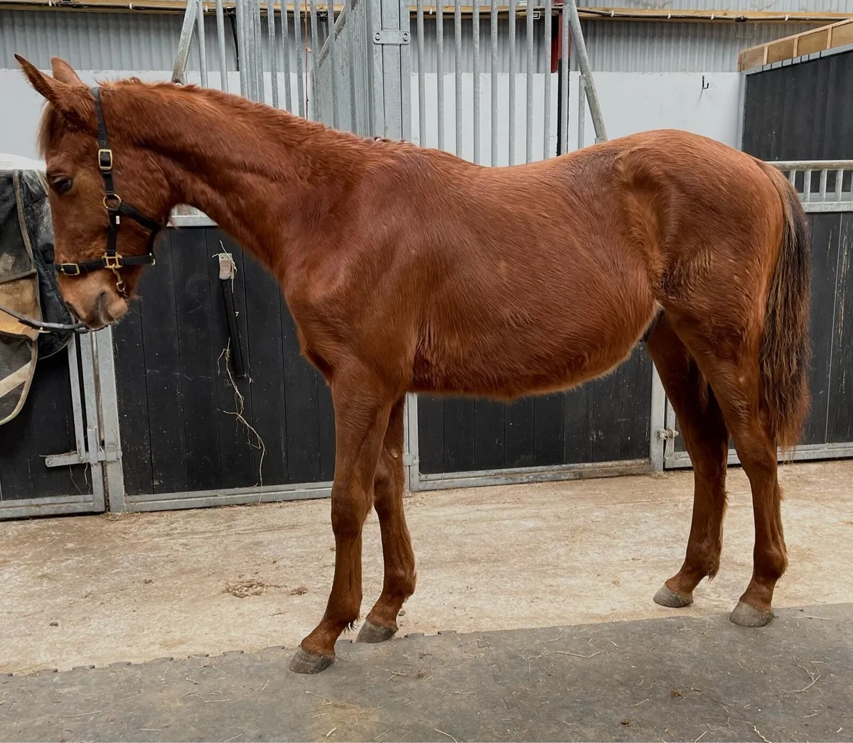 ISH Yearling - Image 2
