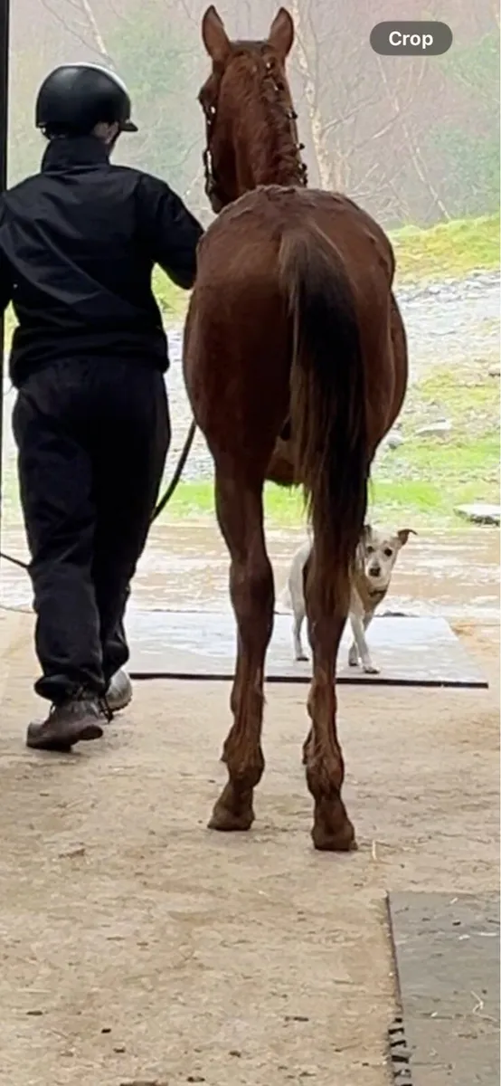 ISH Yearling - Image 4