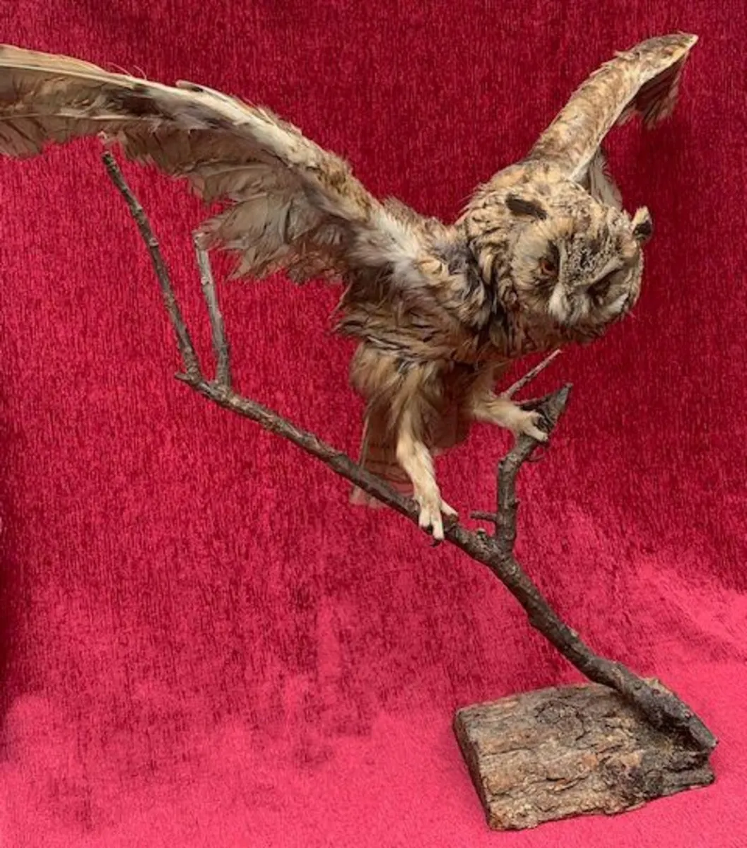 Small Long eared owl Taxidermy - Image 1