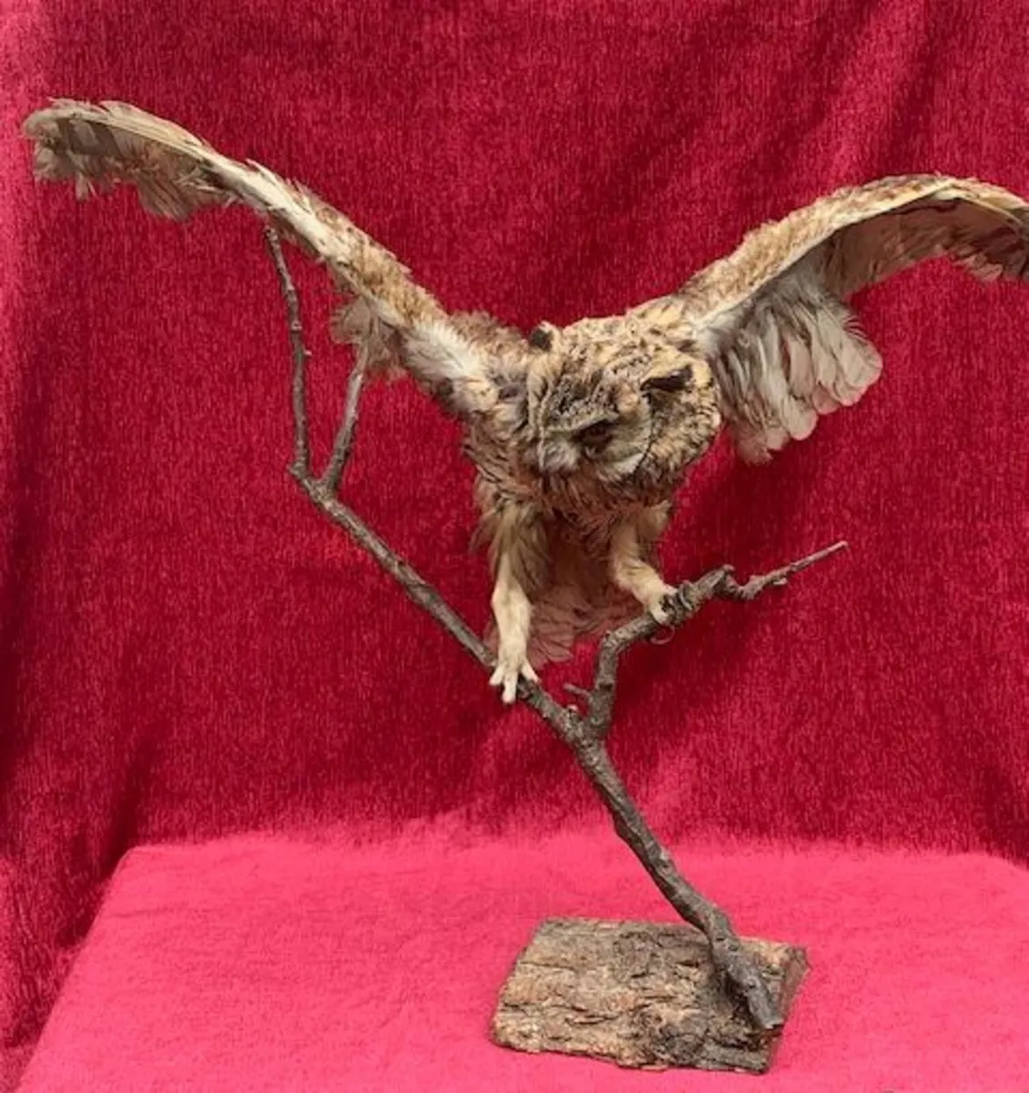 Small Long eared owl Taxidermy - Image 2
